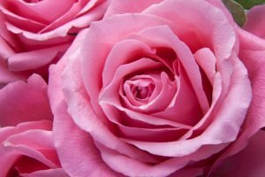Pink rose floral facial mask rose powder ayurvedic mask | The Sublime Woman